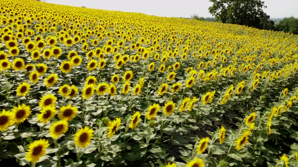 Sunflowers