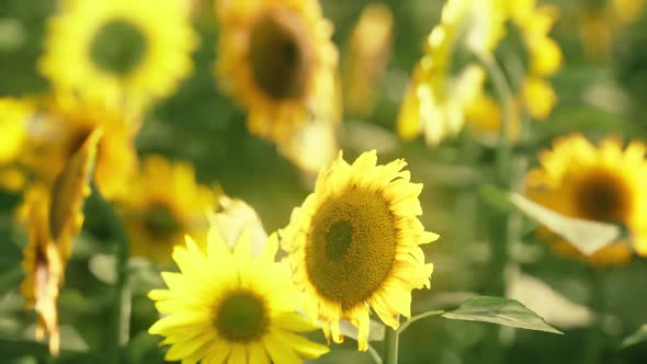 Field of Blooming Sunflowers on a Background Sunset