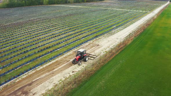 Fly Over a Tractor Works in a Field on a Berry Farm. Aerial Footage