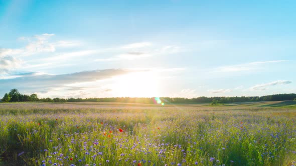 Wildflowers and sunset, time-lapse