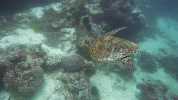 Green Sea Turtle Under Water in Philippines