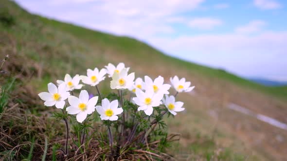 Amazing Landscape with Magic White Flowers