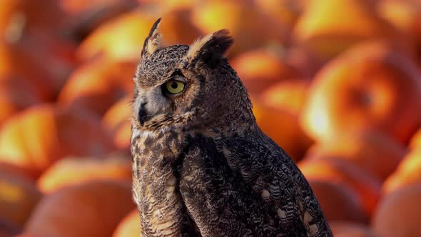 Portrait of a perched Great Horned Owl