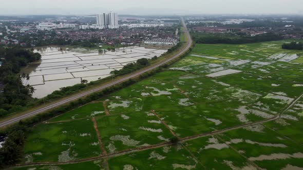 Farmland rice field beside railway