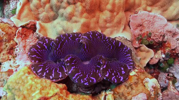 Giant purple calm on coral reef in Palau Island