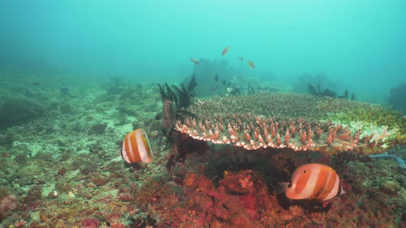 Coral Reef Tropical Fish