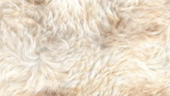 White Curly Fur Background HD