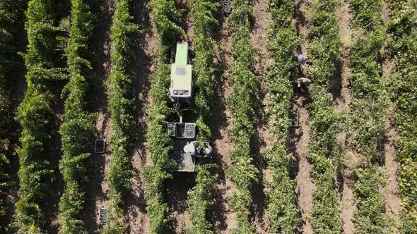 Countryside Farms, Vineyard Grapes, Aerial View of Grapes Harvest with Tractor