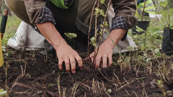 Planting Seedling in Soil