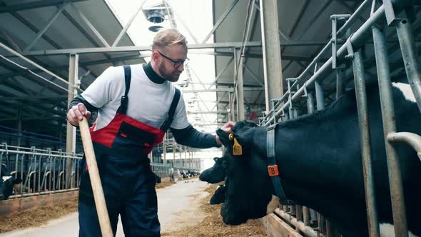 Male Farmworker is Petting a Cow