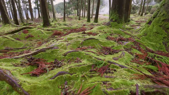 Green Moss on the Ground and Tree Trunks on Sao Miguel Island Portuguese Archipelago of the Azores