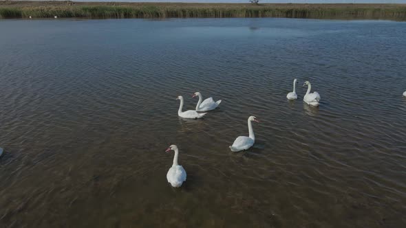 Aerial Cinematic Footage From Drone Flying Over Crowd of Beautiful Wild White Swans in Lake Waters