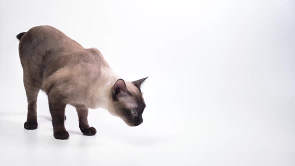 Thai cat sniffing from left of the frame to the right on a white backdrop.