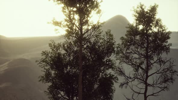 Carpatian Mountains Fog and Mist at the Pine Forest