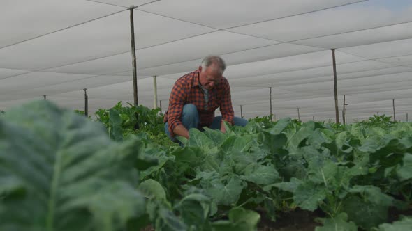 Mature man working on farm