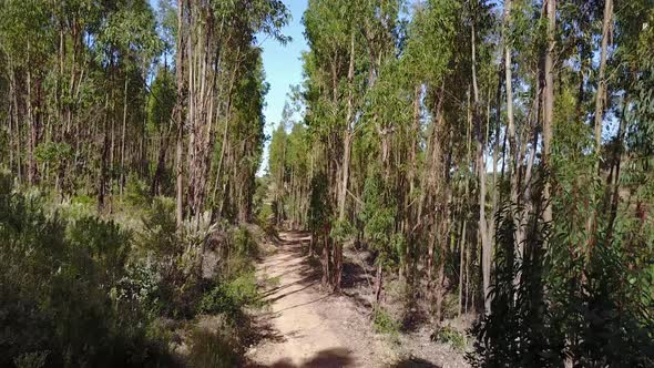 Flying through the forest in Padrona 