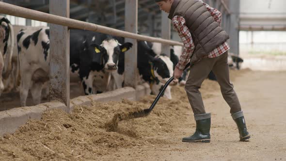 Teenage Boy Working at Dairy Farm