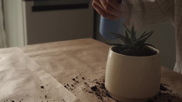 Gardeners Hand Transplanting Succulent in Pot on Table