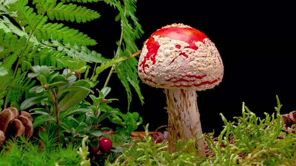 Time Lapse of Fly Agaric Mushroom