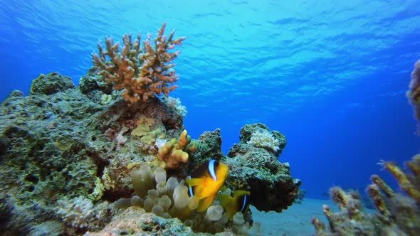 Tropical Clownfish Underwater