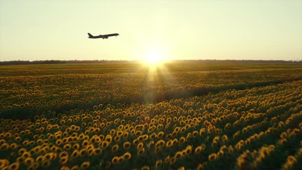 Airplane Takes Off Over Sunflower Field at Sunset