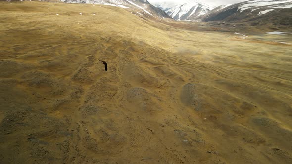 Shooting an Eagle in Flight From a Quadcopter