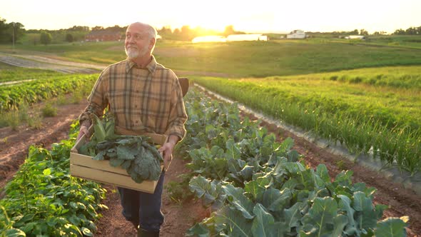 Portrait of senior caucasian good looking wise man farmer looking at the side, turning face to the c