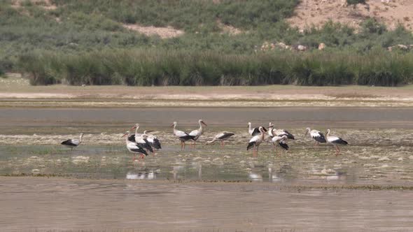 Storks landing in a lake 