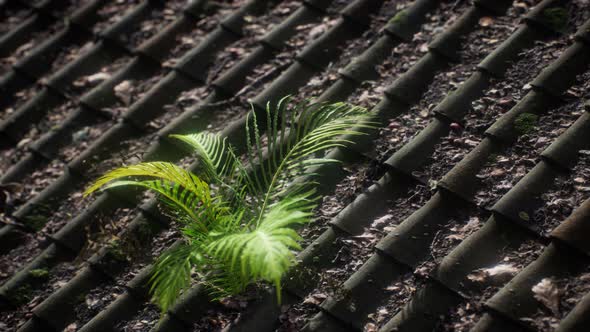 Moss and Fern on Old Roof