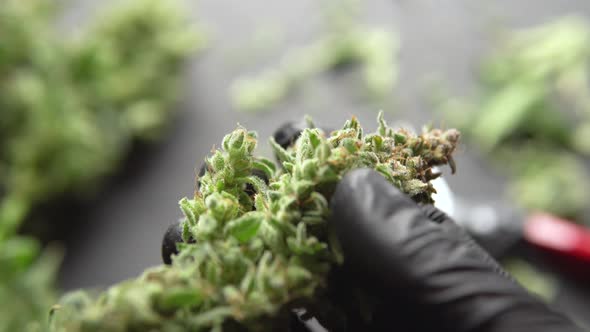 Growers Trim Cannabis Buds. Harvest Weed Time Has Come. The Sugar Leaves on Buds . Trim Before