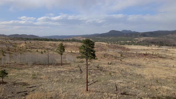 Tall lone pine tree in field of grass, circled by a drone in the Pike National Forest. Rocky Mountai