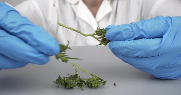 Doctor Hands Break Green Cannabis Bud