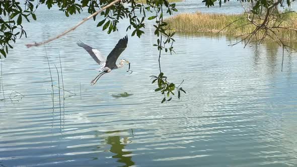 Blue Heron Captures Water Snake in Tropical Florida