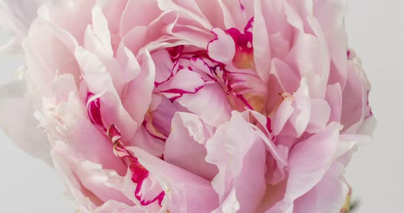 Blooming Pink Peony on a White Background, Time Lapse, Closeup.