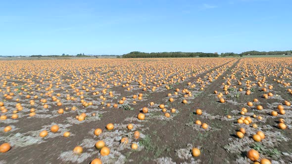 Pumpkin Patch on a Farm Ready for Harvest Aerial Flyover