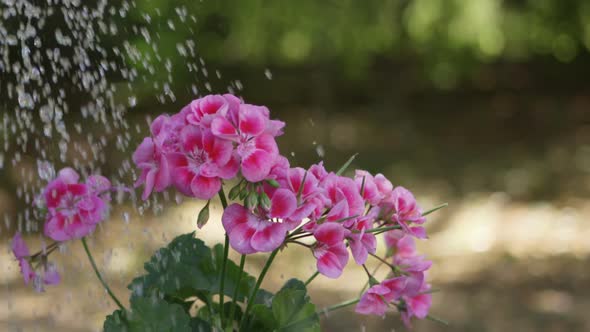 Water being poured on plant