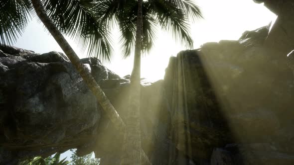 Big Palms in Stone Cave with Rays of Sunlight