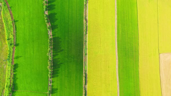 4K Aerial view of agriculture in rice fields for cultivation