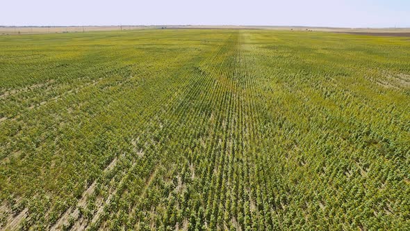 Aerial view of blooming sunflower fields.