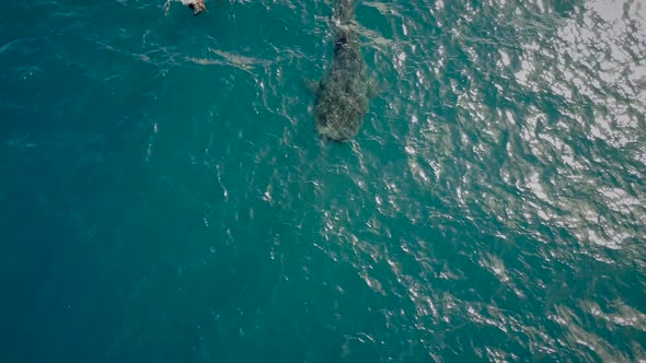 Aerial view of an whale shark off Mafia Island in Tanzania.