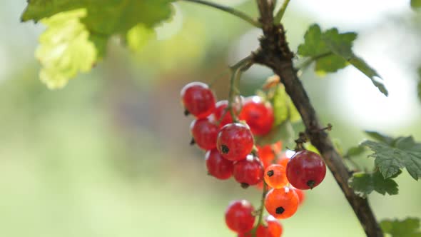 Redcurrant deciduous shrub tasty red berries shallow DOF 4K 2160p 30fps UltraHD footage - Healthy fr