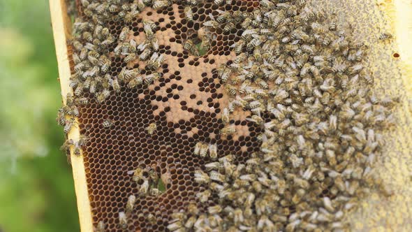 Honey Bee Brood. Brood Care. The Birth of a Bee.