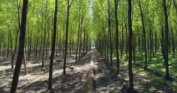 Green Forest High Tree with Green Foliage