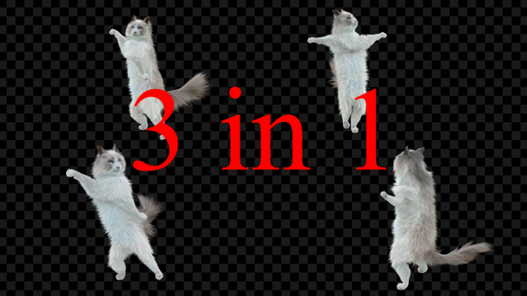 Cat Dancing 3 Pack