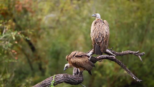 White backed Vulture in Kruger National park, South Africa