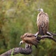White backed Vulture in Kruger National park, South Africa - VideoHive Item for Sale