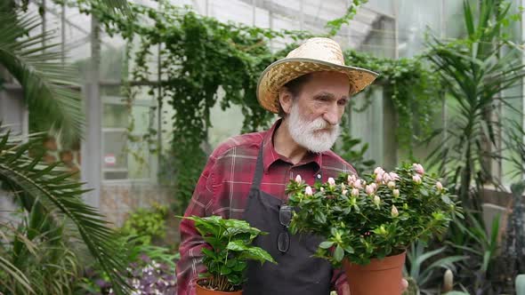 Senior Male Gardener in Hat Holding in Hands Flowerpots and Inhaling the Smell of Blossoms