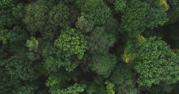 Drone Flight Over The Forest