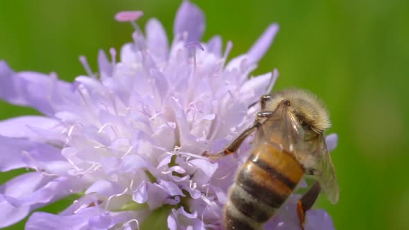 Macro extreme shot of bee on flower gathering pollen against green plants in background. Slow motion