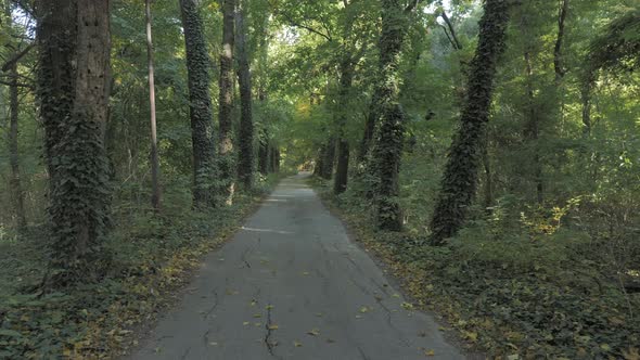 Path in forrest